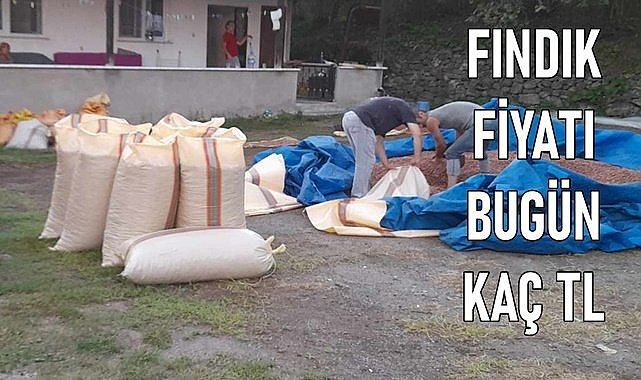 Fındık fiyatı (03.03.2024)
