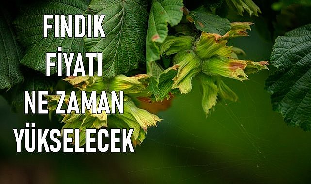 Fındık fiyatı (09.03.2024)