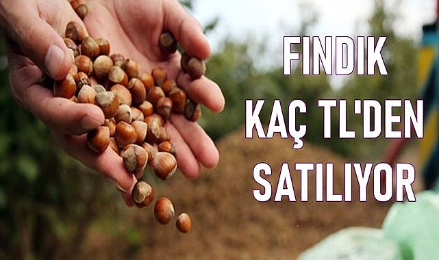 Fındık fiyatı (10.04.2024)