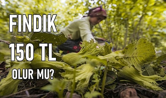 Fındık fiyatı 13.03.2024