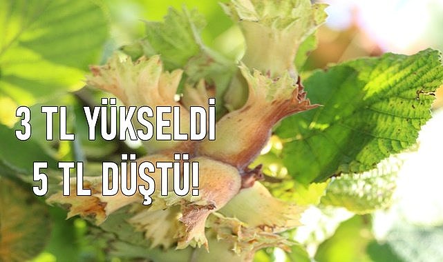 Fındık fiyatı 3 TL yükseldi 5 TL düştü!