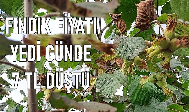 Fındık fiyatı 7 günde 7 TL düştü!