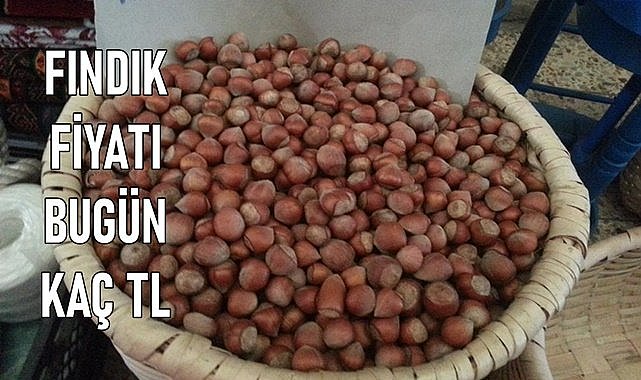 Fındık fiyatı düştü !1 randıman fındık kaç TL oldu?