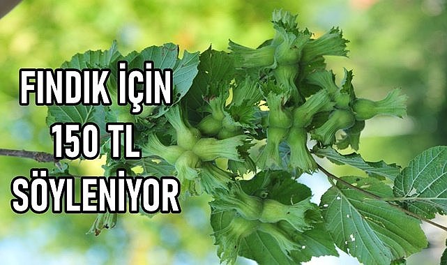 Fındık fiyatı için 150 TL konuşuluyor