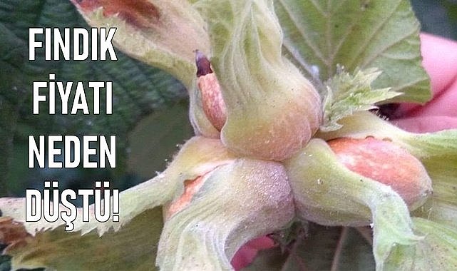 Fındık fiyatı randımana göre kaç TL oldu?