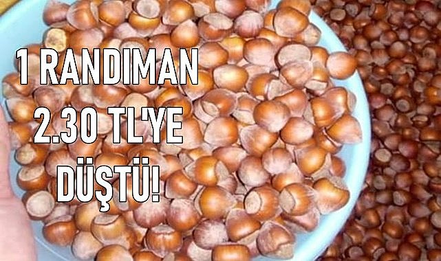 Fındık fiyatı randımana göre ne kadar, 1 randıman 2.30 TL&#039;ye düştü