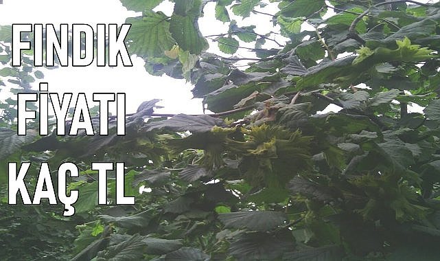 Fındık fiyatı sert düştü 115 TL'de kaldı!