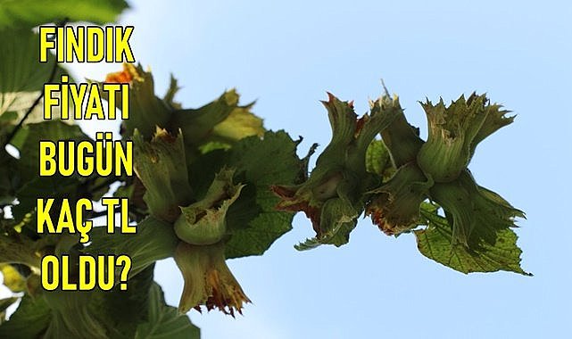 Fındık fiyatı yükseliyor 1 randıman 2.5 TL oldu