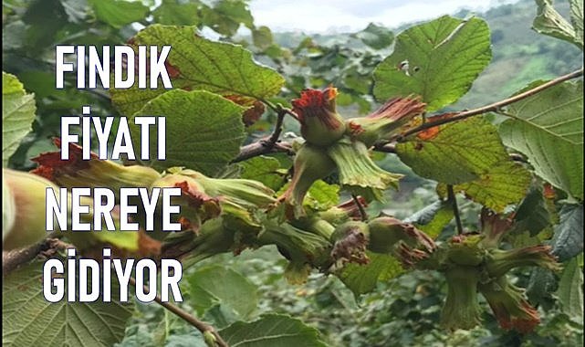 Fındık fiyatları nereye gidiyor?