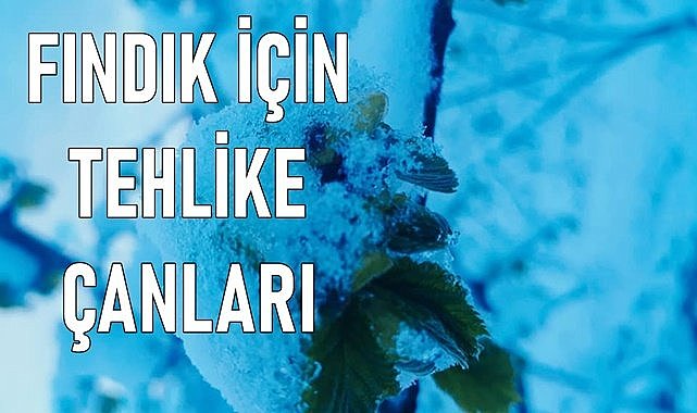 Fındık için tehlike çanları çalıyor!