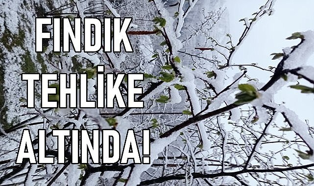Fındık kar altında kaldı! Uzmanı açıkladı; fındık zarar gördü mü?