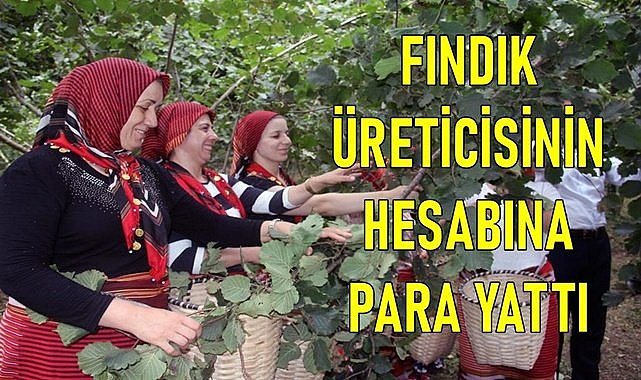 Fındık üreticisinin hesabına da destek parası yatırıldı