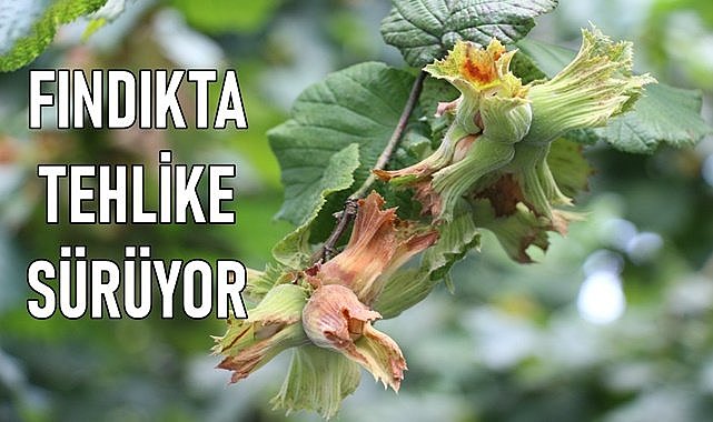 Fındıkta tehlike geçmedi; Nisan sonuna kadar risk var!
