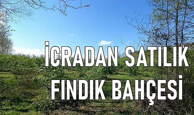 Ordu Çamaş&#039;ta fındık bahçesi icradan satılık