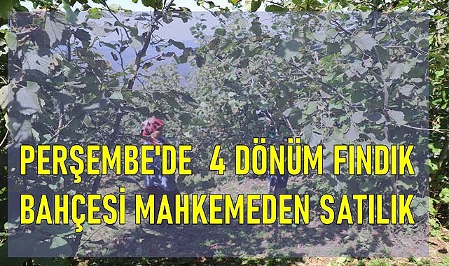 Perşembe&#039;de 4 dönüm fındık bahçesi mahkemeden satılık