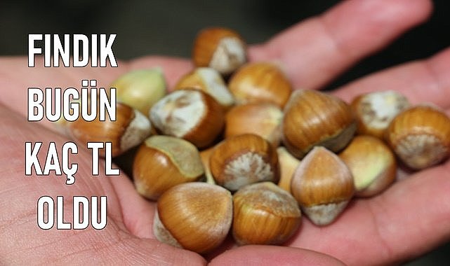 Randımana göre net fındık fiyatı