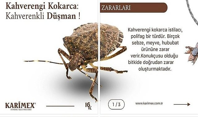 Fındığın düşmanı ilan edildi, Kokarca ile nasıl mücadele edilmeli