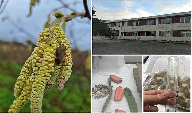 Fındık Araştırma Enstitüsü laboratuvarda Samuray Arısı üretecek