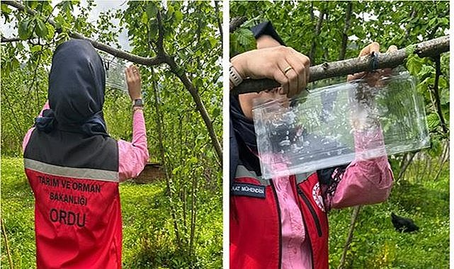 Fındık bahçelerine kahverengi kokarcaya karşı feromon tuzakları kuruldu