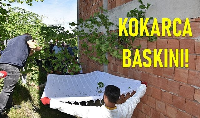 Fındık dalından Kahverengi Kokarca dökülüyor! Vatandaş tedirgin bu salgın nasıl önlenecek?