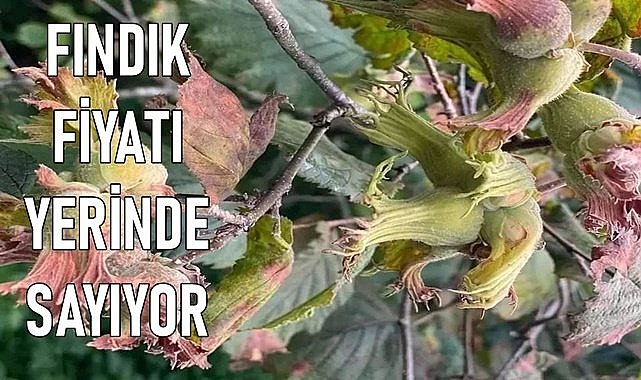 Fındık fiyatı 04.04.2024