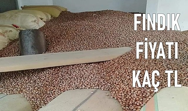 Fındık fiyatı (06.04.2024)