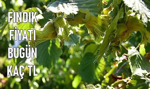 Fındık fiyatı 16.04.2024
