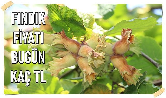 Fındık fiyatı 19.04.2024