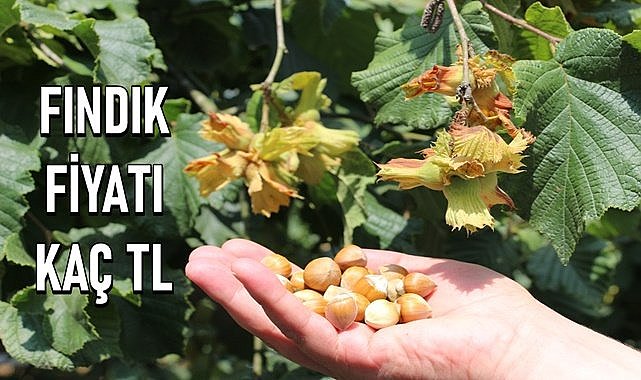Fındık fiyatı 28.04.2024