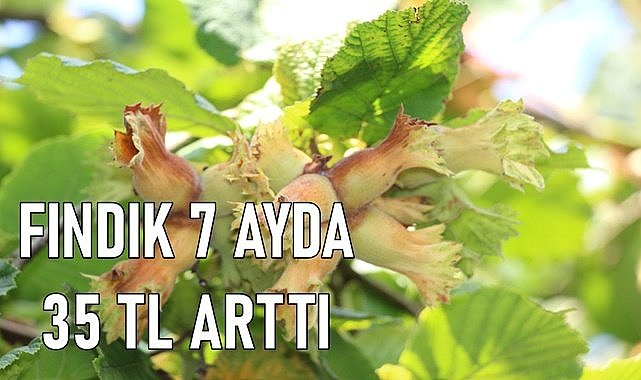 Fındık fiyatı 7 ayda 35 TL yükseldi