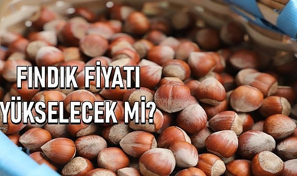 Fındık fiyatı aniden yükseldi sonra durdu!