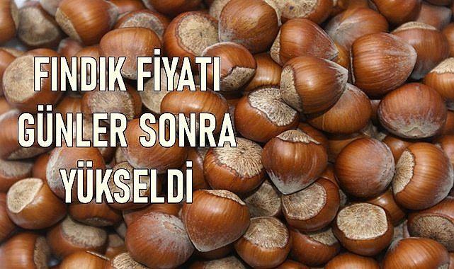 Fındık fiyatı günler sonra yükseldi!
