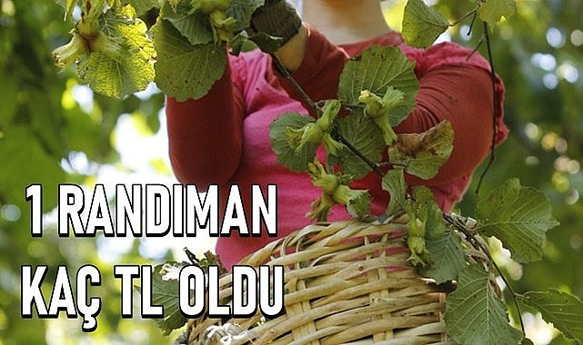 Fındık fiyatı yükseldi 1 randıman kaç TL oldu?