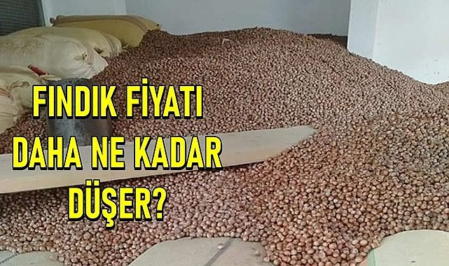 Fındık fiyatı zirveyi gördü sonra dibe doğru iniyor!