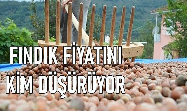 Fındık fiyatını bir el düşürüyor... Fındık fiyatı endişe veriyor!