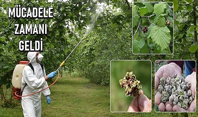 Fındıkta o hastalık için mücadele zamanı geldi! Küllenme Hastalığı nedir?
