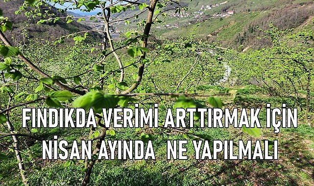 Fındıkta verimin artması için Nisan ayında bunu yapın