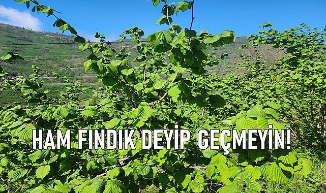 Ham fındık deyip geçmeyin; fındık  bahçeleri için faydası saymakla bitmiyor