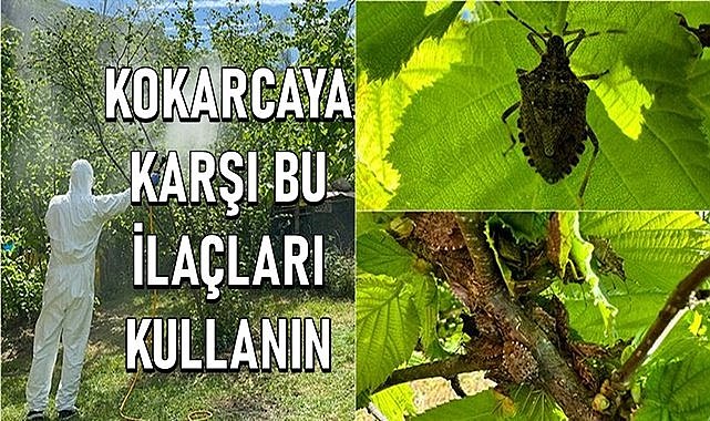 Kokarca ile mücadelede kullanılacak fındık ilaçları belli oldu