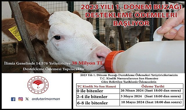 Ordu&#039;da buzağı destekleme ödemeleri başladı, 14 bin 576 yetiştirici destek alacak