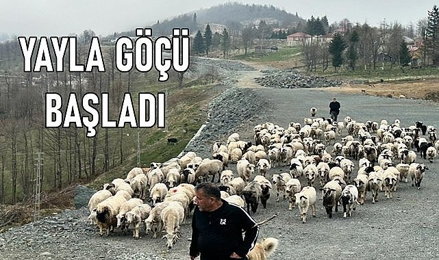 Ordu&#039;da Çambaşı Yaylası&#039;na göç başladı...Yayla yolu koyun sürüleriyle doldu