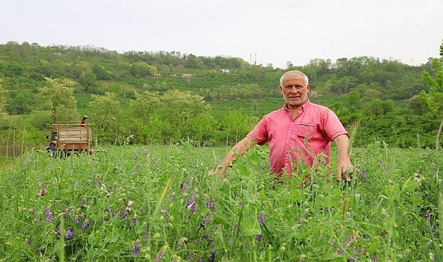 Ordu&#039;da çiftçilere büyük kolaylık, Büyükşehir&#039;in makinalarıyla hasat yaptılar