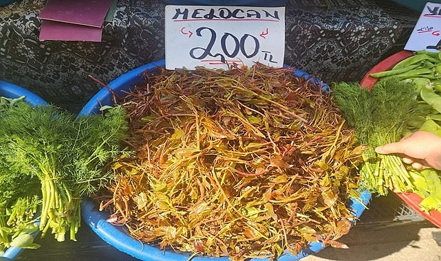 Ordu&#039;da doğadan toplanıyor kilosu 200 TL&#039;den satılıyor sağlığa faydası saymakla bitmiyor