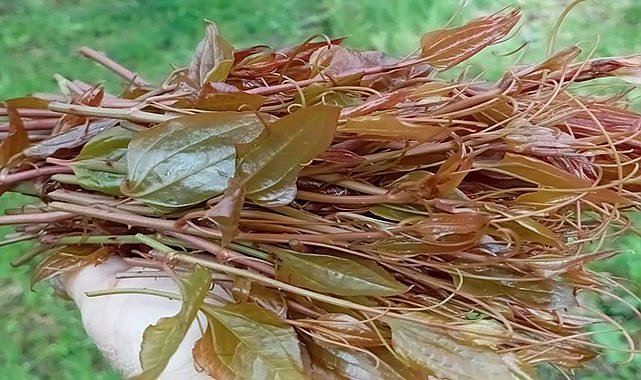 Ordu&#039;da fındık bahçesinden toplanan melocan tam bir şifa deposu