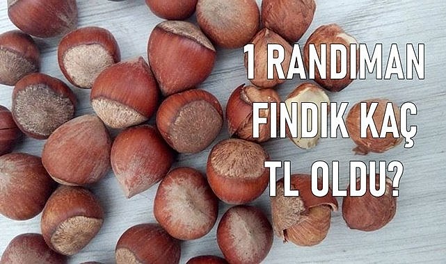 Ordu&#039;da fındık fiyatı 07.04.2024