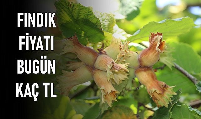 Ordu&#039;da fındık fiyatı 13.04.2024