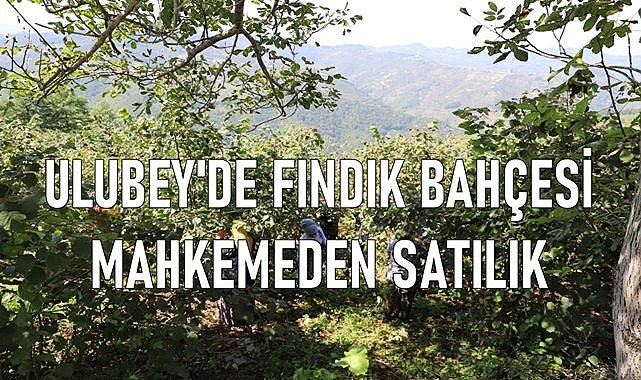 Ulubey&#039;de 8.532 m2 fındık bahçesi mahkemeden satılık!