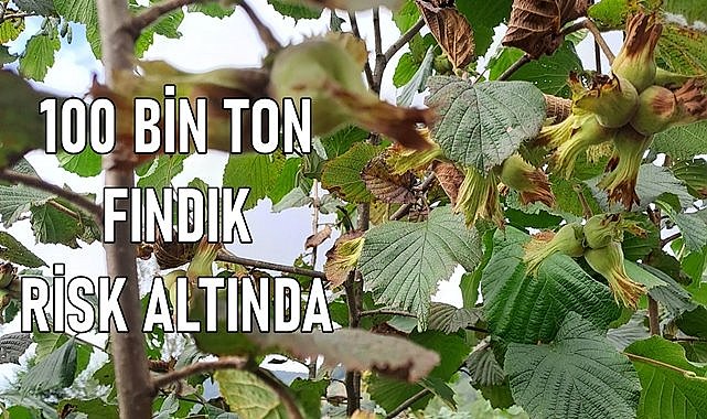 100 Bin Ton Fındık Risk Altında!