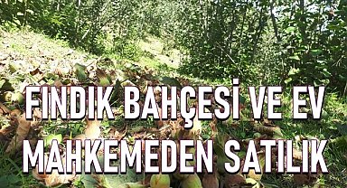 Altınordu'da 16 dönüm fındık bahçesi ve ev mahkemeden satılık