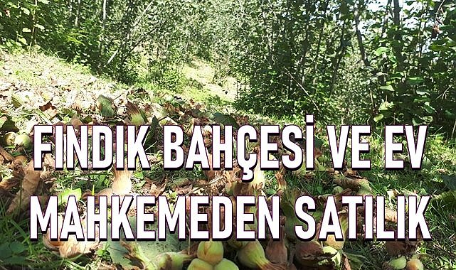 Altınordu&#039;da 16 dönüm fındık bahçesi ve ev mahkemeden satılık